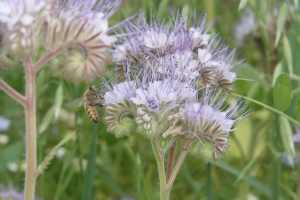 Phacelia (Phacelia tanacetifolia)